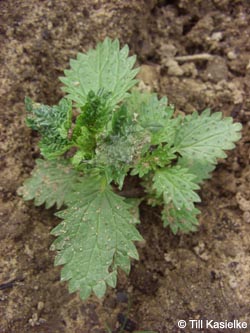 Urtica_urens_BORobert-Mueser070609_TK01.jpg