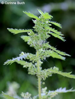 Urtica_urens_Uedesheimer_Rheinbogen_030514_CB01.jpg