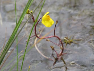 Utricularia_australis_Altenberg_030814_ML01.jpg