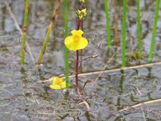 Utricularia_australis_Altenberg_030814_ML02.jpg