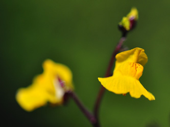 Utricularia_australis_Hamm-Frielick_190716_GBohn01.jpg