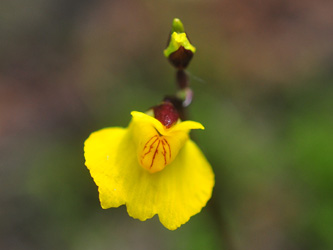 Utricularia_australis_Hamm-Frielick_190716_GBohn02.jpg