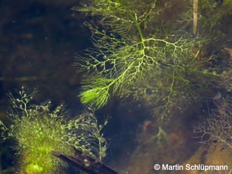 Utricularia_australis_HertenHohewardZukunftsstandortEwald170612_MS01.jpg