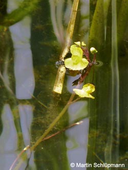 Utricularia_australis_HertenHohewardZukunftsstandortEwald170612_MS02.jpg