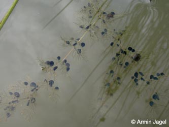 Utricularia_australis_WahnerHeide130811_01.jpg