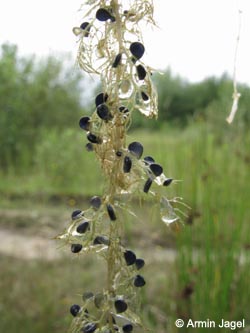 Utricularia_australis_WahnerHeide130811_04.jpg