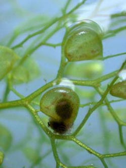 Utricularia_australis_ho01_2.jpg