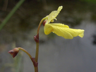 Utricularia_minor_ja02.jpg