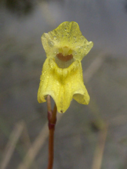 Utricularia_minor_ja05.jpg