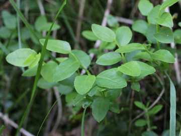 Vaccinium_myrtillus_Remscheid_Feldbachtal_101017_CB01.jpg