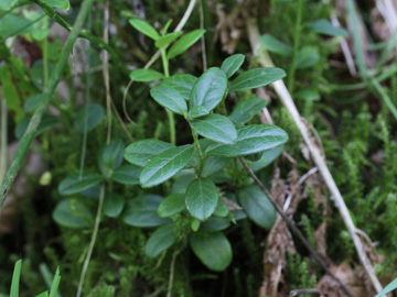 Vaccinium_vitis-idaea_Remscheid_Feldbachtal_101017_CB01.jpg