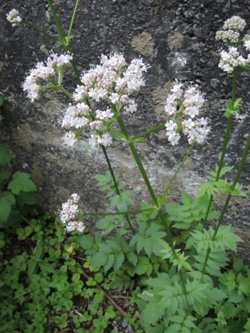 Valeriana_repens_Schlupkothen_020716_TK03.jpg