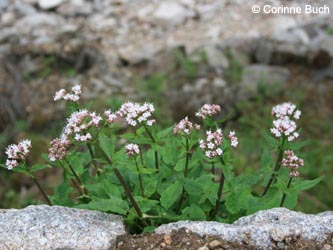 Valeriana_tripteris_SWD2009_TK158.jpg