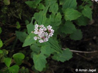 Valeriana_tripteris_SWD2009_ja109.jpg