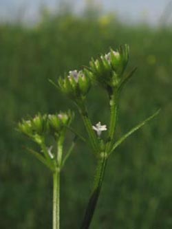 Valerianella_dentata_Schmuecke_Kyffhaeuser060610_ja02.jpg