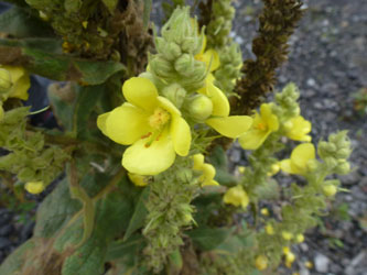 Verbascum_densiflorum_HATHenrichshuette130915_ho01.jpg