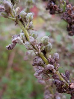 Verbascum_lychnites_BOLangendreerHoheEiche230910_ja03.jpg