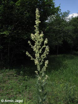 Verbascum_lychnites_Eifel2012_Spitznack080612_ja01.jpg