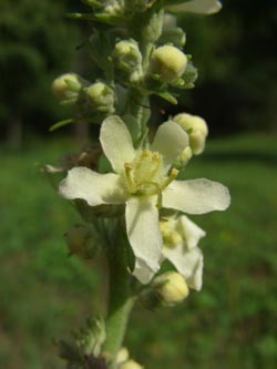 Verbascum_lychnites_Kalmit170806_ja03.jpg