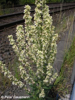 Verbascum_lychnitis_DOHuckardeFranziusstr020710_PG01.jpg