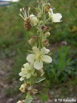 Verbascum_lychnitis_Dachsbusch_Mosel2009_130809_TK03.jpg