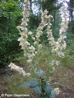 Verbascum_lychnitis_ZecheHannover2007_PG01.jpg