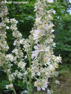 Verbascum_lychnitis_ZecheHannover2007_PG02.jpg