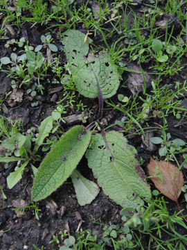 Verbascum_nigrum_170917_ja01.jpg