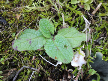 Verbascum_nigrum_230917_CB01.jpg