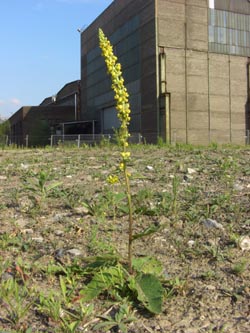 Verbascum_nigrum_HAT260606_ja03.jpg