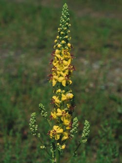 Verbascum_nigrum_HoheMark2003_F302_ja01.jpg