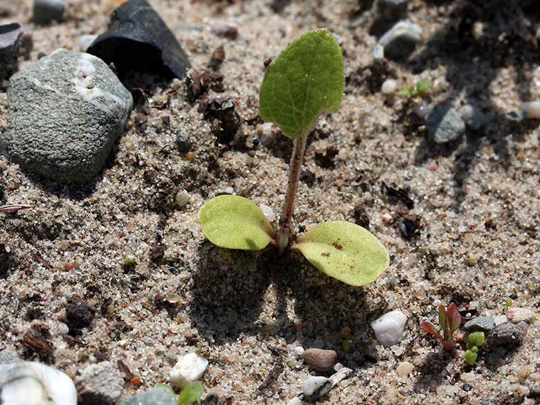 Verbascum_nigrum_Keimling_220620_CB.jpg