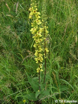 Verbascum_nigrum_Niederrhein140609_TK38.jpg