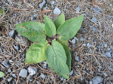 Verbascum_nigrum_Senne_Stapel_100917_ja02.jpg