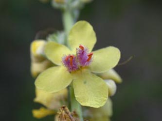 Verbascum_nigrum_ja07.jpg