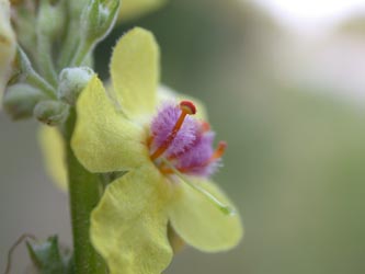 Verbascum_nigrum_ja09.jpg