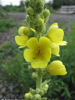 Verbascum_phlomoides_BODahlacker170810_ja02.jpg