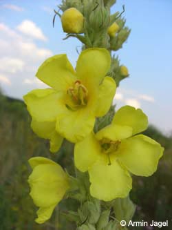 Verbascum_phlomoides_BOOBerdahlhausen040808_ja02.jpg