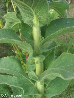 Verbascum_phlomoides_BOOBerdahlhausen040808_ja04.jpg