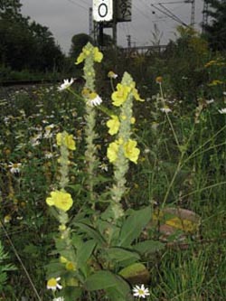 Verbascum_phlomoides_DOMitteNord100910_ja01.jpg