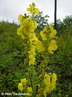 Verbascum_phlomoides_Geo-Tag2011_PG01.jpg