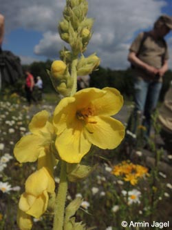 Verbascum_phlomoides_Wtal_Eskesberg_150614_ja04.jpg