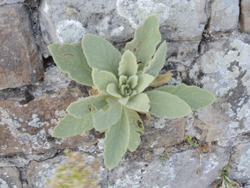 Verbascum_thapsus_BOKemnadersee_Mauer_260816_ja01.jpg