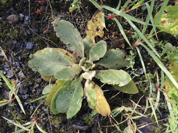 Verbascum_thapsus_Springorumpark_Brache_180917_ja01.jpg