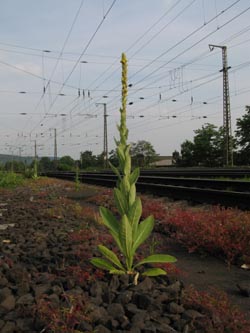 Verbascum_thapsus_WITBahn220610_ja01.jpg