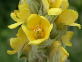 Verbascum_thapsus_ho01.jpg