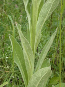 Verbascum_thapsus_ho02.jpg