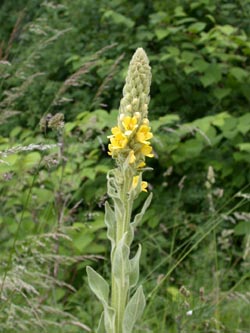 Verbascum_thapsus_ho04.jpg