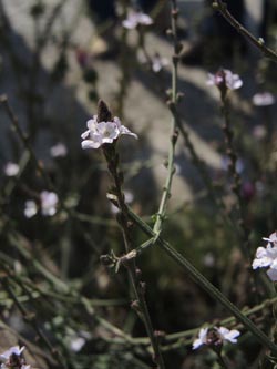 Verbena_officinalis_DURheinhausen_130914_ja02.jpg