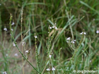 Verbena_officinalis_KMerkenichRhein_JScholten01.jpg